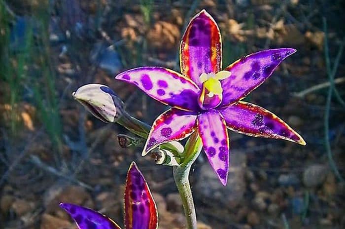 Wildflowers – Queen of Sheeba | Great Southern Treasures, Western Australia