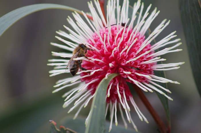 Wildflowers – Pin-cushion Hakea | Great Southern Treasures, Western Australia