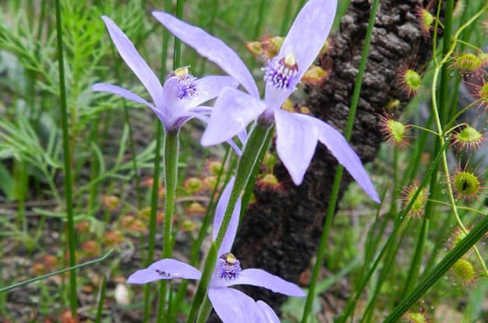 Wildflowers – Enamel Orchid | Great Southern Treasures, Western Australia