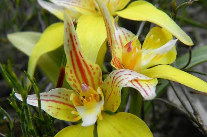 Wildflowers – Cowslip Orchid | Great Southern Treasures, Western Australia