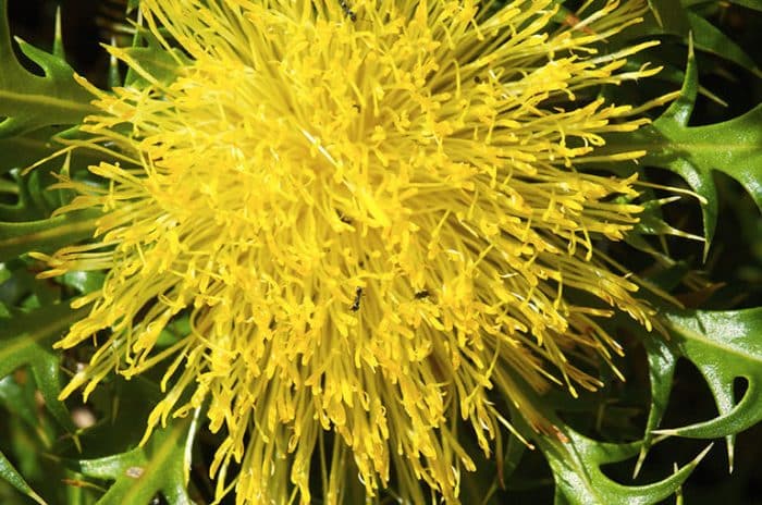 Wildflowers - Prickly Dryandra | Great Southern Treasures Tourism WA